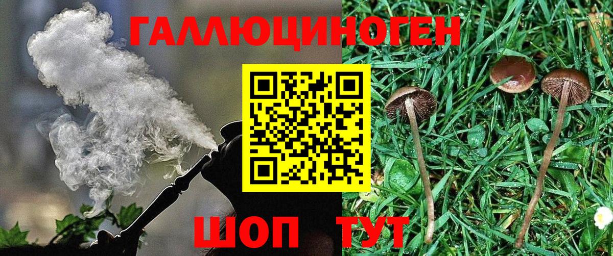 Псилоцибиновые грибы Psilocybine cubensis Аксай